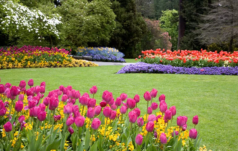 Ogród z tulipanami